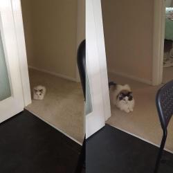 dawwwwfactory:  same spot, same cat, two years difference Click here for more adorable animal pics!