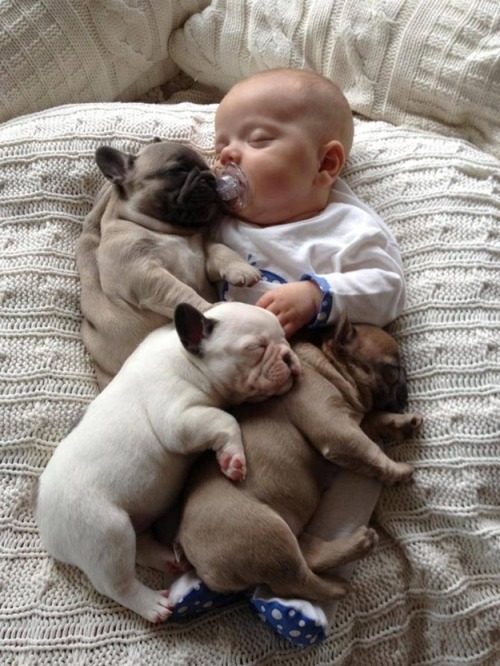 Porn photo bnenetwork:  Babies and bulldogs. That’s