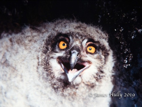 Eurasian Eagle-Owl (Bubo bubo)© Jim Hully