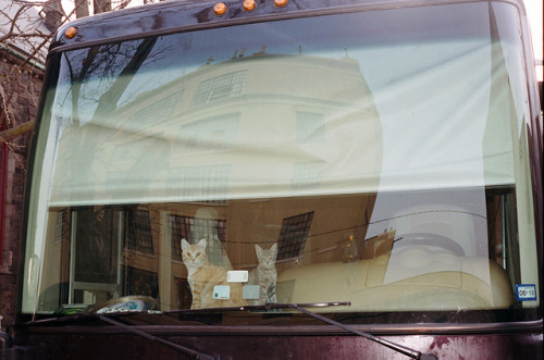 comedyoferror: cats in a motor home Brooklyn 2017