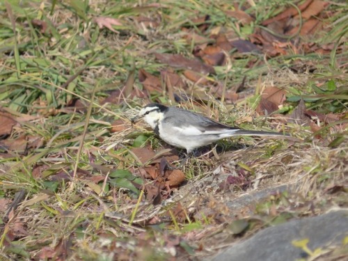 ハクセキレイ   japanese pied wagtailTown Birds ～ 街の鳥  ArchiveTown Sparrow ～ 街のすずめ　Archive
