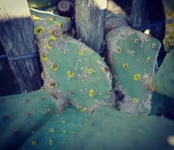 Opuntia en habit de fête! #opuntiaficusindica #figuierdebarbarie #lichen #naturephotography #naturelovers (à Pépinière Filippi)https://www.instagram.com/p/CYZ1fT0M98G/?utm_medium=tumblr