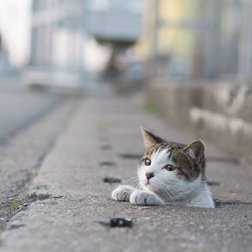 cybergata: Stray cats playing in Drain Pipe Holes by  Japanese photographer Nyan Kichi 