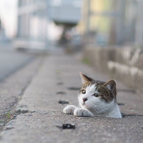 cybergata: Stray cats playing in Drain Pipe Holes by  Japanese photographer Nyan Kichi