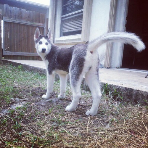 calithehusky:  Who’s farting? Whoops, was that me? Photo via @puffinwithnicklovin