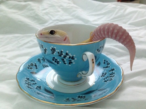 twinkleangel:rate-my-reptile:queengeck:What a pretty girl.Dreaming of  The lIfe In Cupps… the new fi