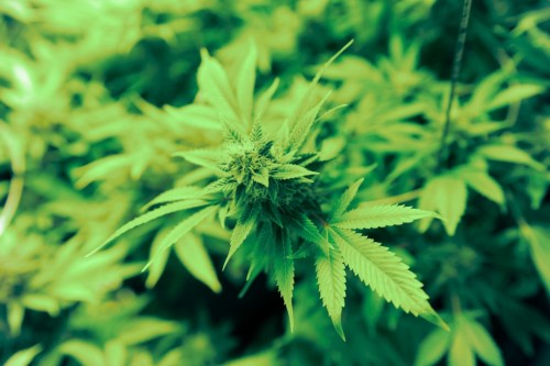 weedporndaily:  Arizona court rules on marijuana adult photos