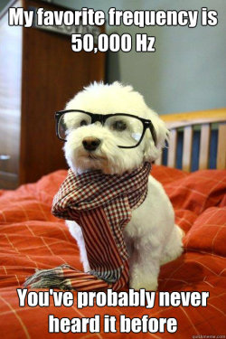 meme-spot:  Hipster dog  muito bom