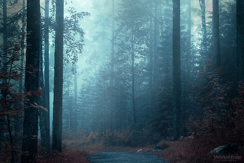 radivs:  'Myllyjarvi' 'Spider Forest' 'Forsaken' 'Fog in Forest' by Mehmet Eralp