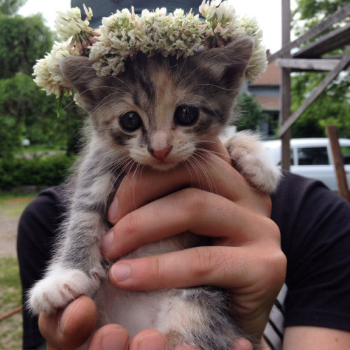 the-bookshelf-at-the-end: books-and-cookies: trencher-shadowhunter: buzzfeed: Here are 39 kittens to