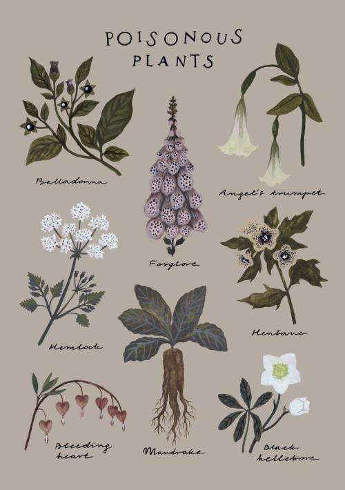snootyfoxfashion:Poisonous Plants Print by lvcernarivm
