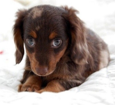 Puppys