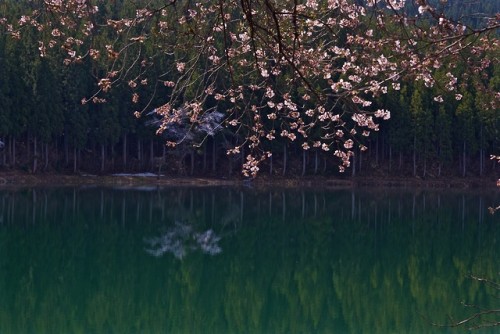 Sakura on the water by tez guitar