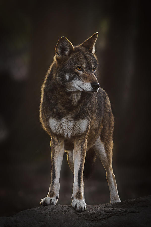 beautiful-wildlife:  From The Darkness Comes The Wolf by Wes and Dotty Weber Red