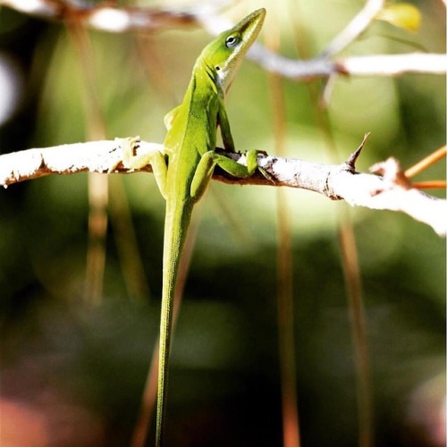 Cool pic of a green anole (Anolis carolinensis). Credit: Andy Adams