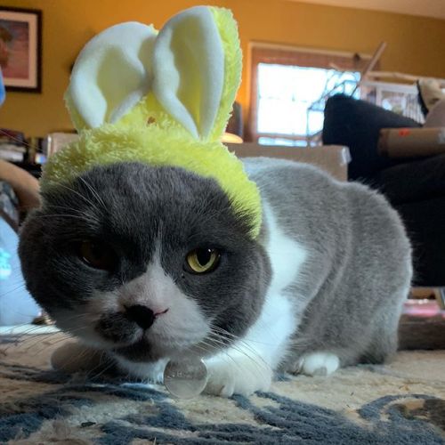 Sad Bunny #ねこ#고양이 #gato #gatito #cat #britishshorthair https://ift.tt/2sBbgLN