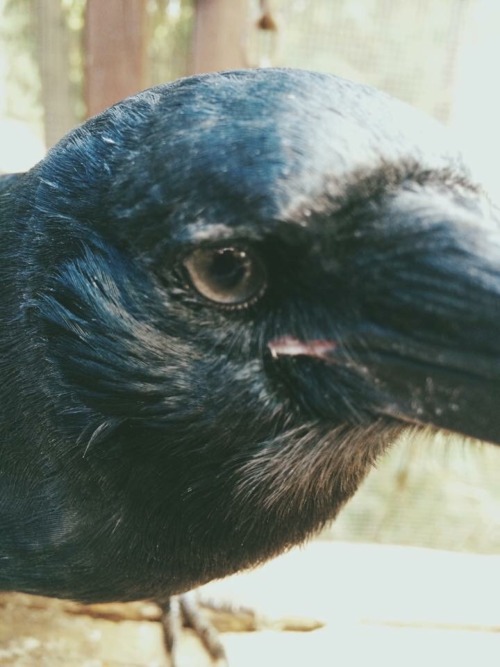 3littleshits:My most favorite birds of all - the crows.When crows come down to the farm, I get excit