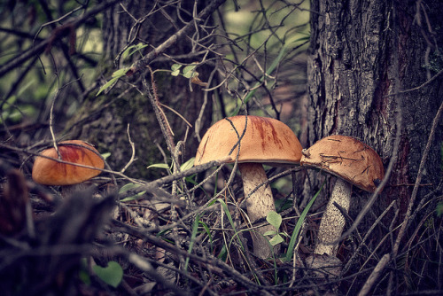 Mushrooms by TGL-Company on Flickr.