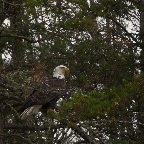 Migizii// The Eagle has always been revered as a powerful messenger to the Ojibwe people. I managed 