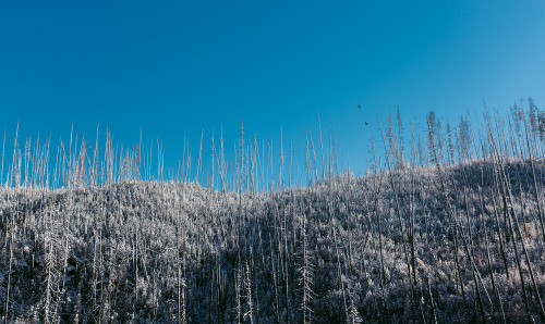 Frost in the Myra Canyon burnt forest. BC, Canada
