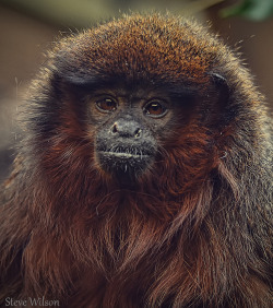 llbwwb:  Red Titi Monkey (EXPLORE) (by Steve