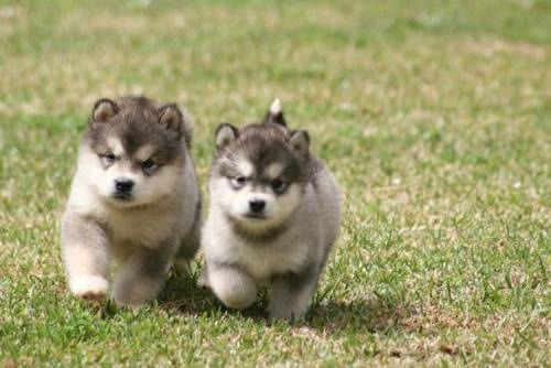 cucciolini:Cucciolini alla carica!