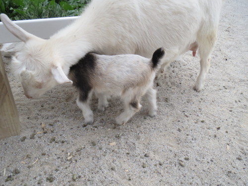 officialmidwest:  Went to the zoo today. I made some amazing goat friends. We really hit it off. A lot of the kids kept licking my knees and eating my shorts. 