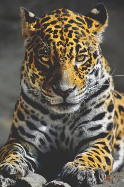 visualechoess:  Jaguar