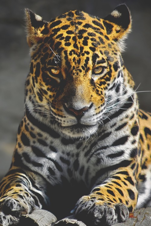 visualechoess:Jaguar