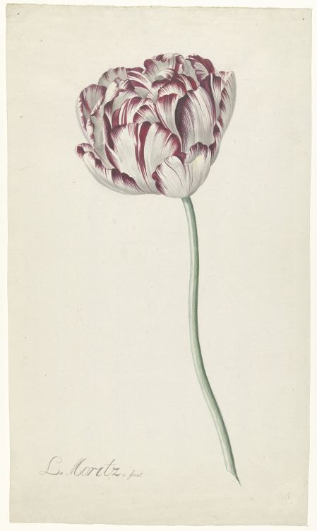 Louis Moritz, Tulips, 1783-1850. Watercolor drawing. Via Rijksmuseum