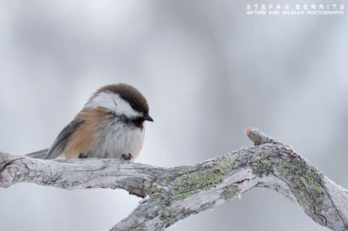 Siberian Tit (Poecile cinctus) &gt;&gt;by Stefan Gerrits