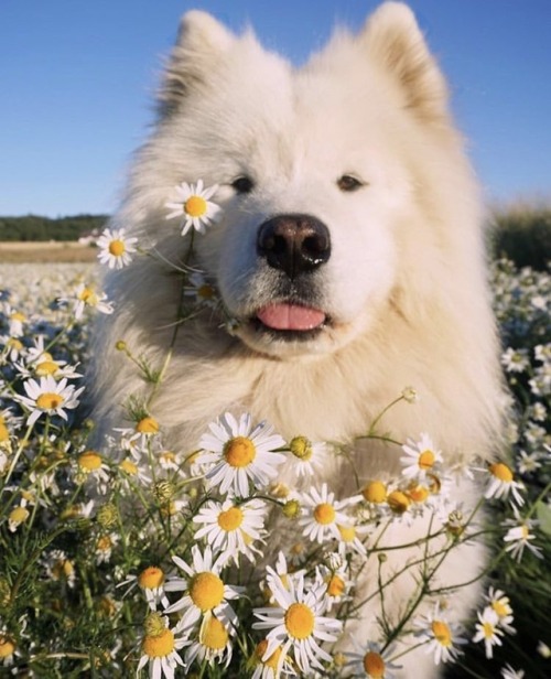 protect-and-love-animals:Spring finally is here