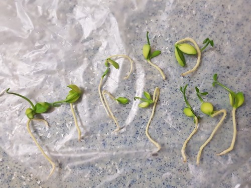 First photo: when I transplanted some blood orange seeds from the plastic bag I germinated them in (