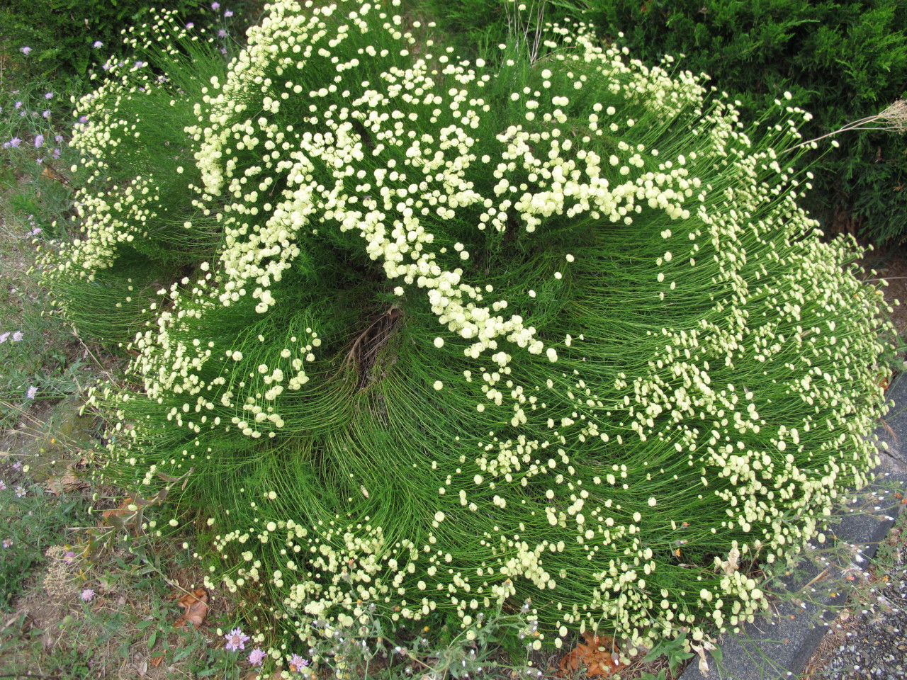 veryfinescenery:  Shrub.  I have a feeling that I’ve seen this plant before, but