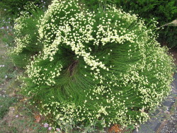 Veryfinescenery:  Shrub.  I Have A Feeling That I’ve Seen This Plant Before, But