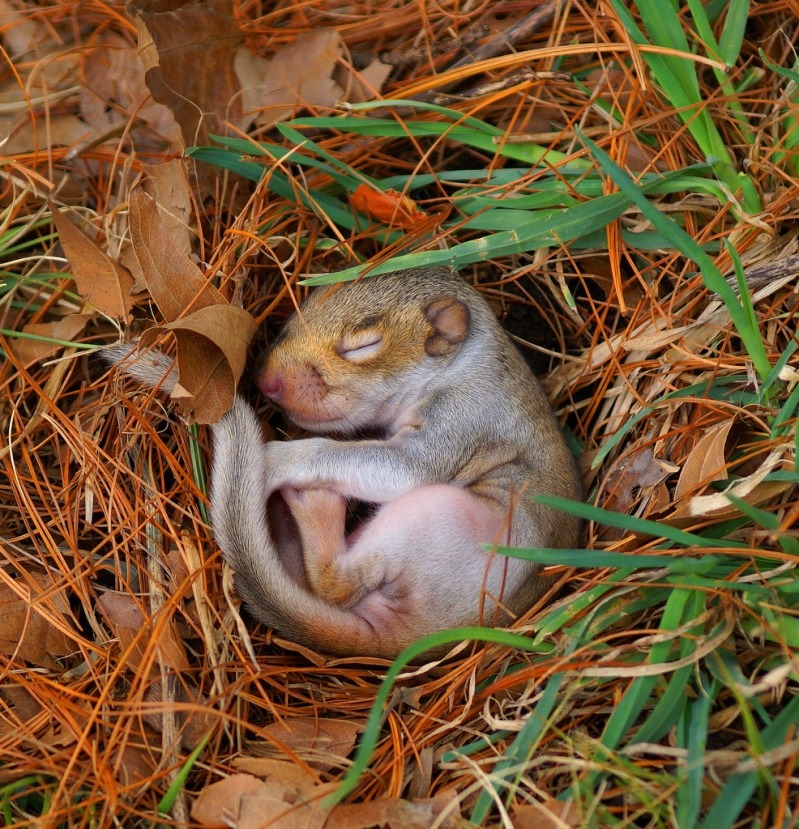 milkywaywhite:  Sleeping Beauties When animals are asleep, they are at their most