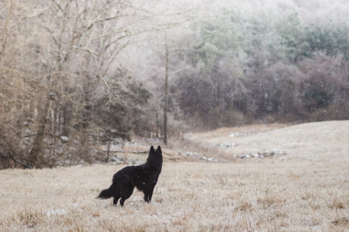 groenendaze:it’s a little frosty outside 