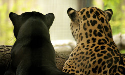 thecatdogblog:  Jaguars by conwest_john 