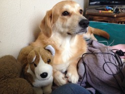 shortdogs:  Corgi x corgi bonding time