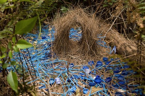 againstbanality:Non-Human Artists:A certain type of Bower Bird builds a nest from its own blue pluma