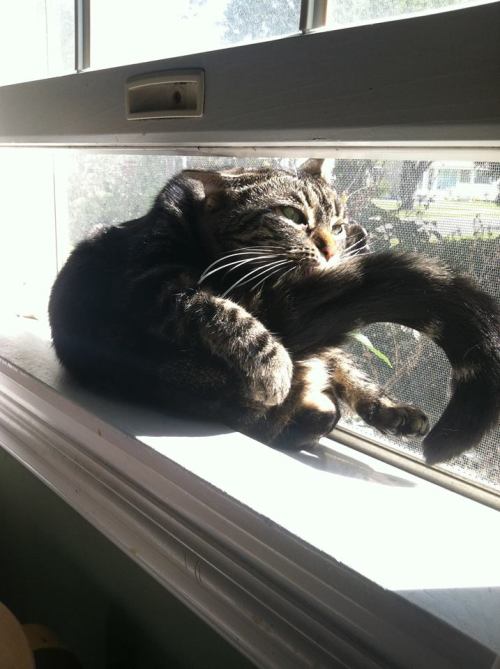 unimpressedcats:  don’t judge me ok?