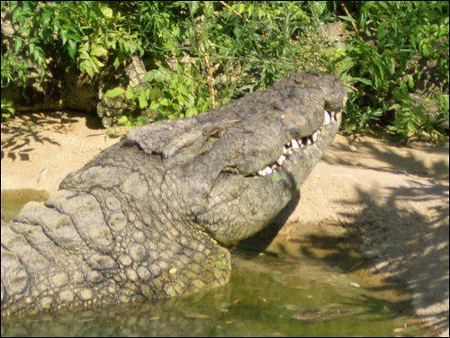 noinnocenthands: sarcosuchas: Big Daddy - The Biggest Crocodile In Europe Some different pictures of