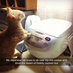 srsfunny:  Japanese Cat And Ricehttp://srsfunny.tumblr.com/