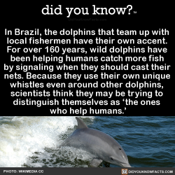 did-you-kno:  In Brazil, the dolphins that