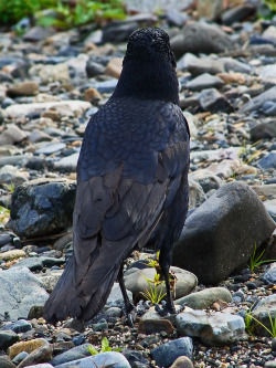 kinkurohajiro:  27 nov. 2014(木) Carrion Crow family at Go-jo @ Kamogawa Go-jo, Kyoto.  1&amp;2; kid,  3; mum and dad(left) getting mad at some crows flying around over their territory,  4&amp;5; angry mum (with cute puff head XD),  6; kid trying to