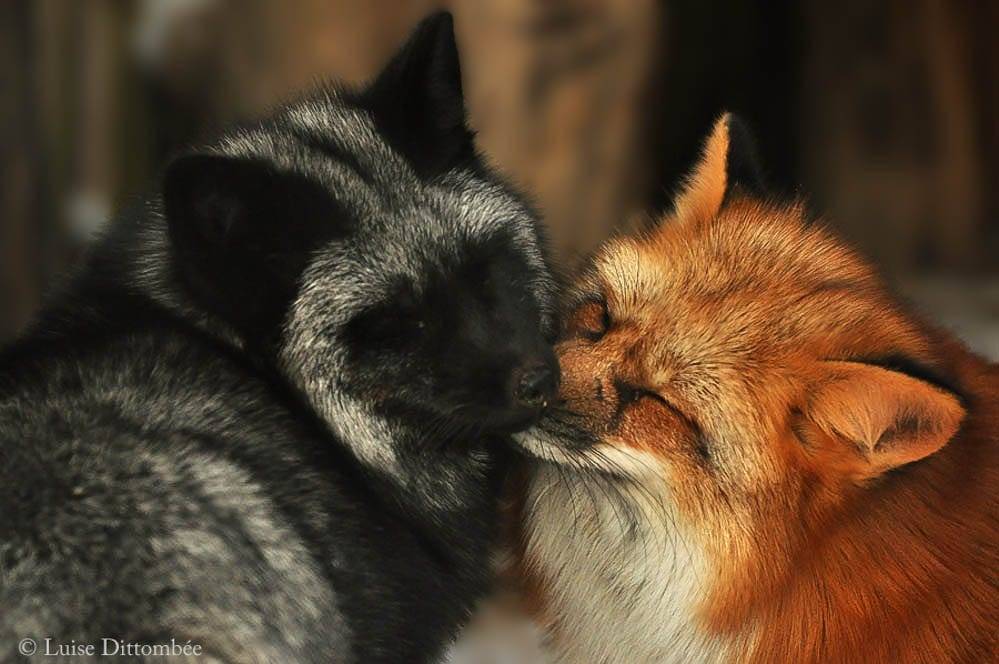 everythingfox:  thelittlest-lynx:  everythingfox:  Red Fox x Silver Fox Photo by