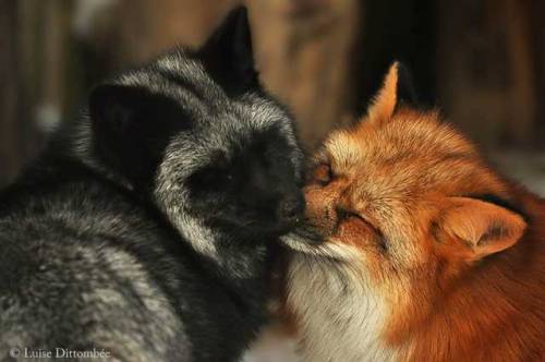 everythingfox:  thelittlest-lynx:  everythingfox:  Red Fox x Silver Fox Photo by  Luise Dittombée     The fire in me respects the ashes in you 