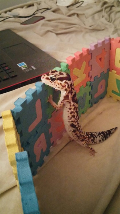 rate-my-reptile:geckomun:You’re not a ball python, sukithe dog has ben commited to gay baby jail for