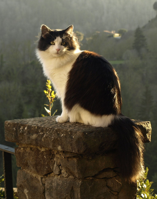 Cat at the Village of Rupit, Catalonia, Spain (by AlexandriNette)