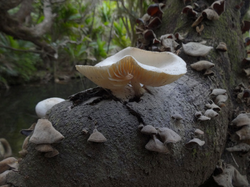 Oudemansiella australis - a beautiful, white mushroom photographed in New Zealand - reminiscent of t